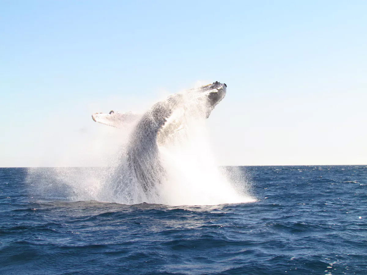 Observação de baleias personalizada de 32 pés 