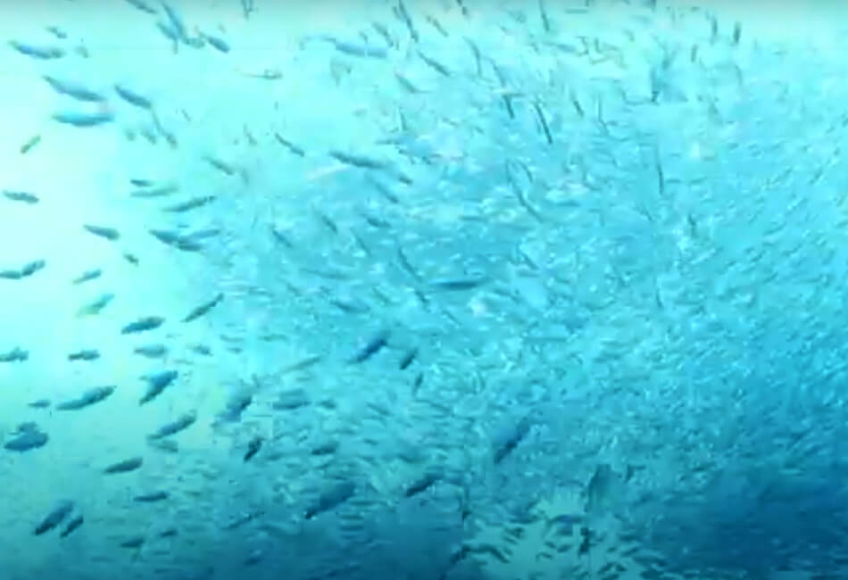 55 ft oceanska luksuzna jahta za športni ribolov 